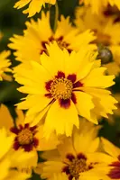 Coreopsis Lanceolata Sterntaler (Meisjesogen) - afbeelding 6