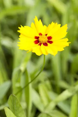 Coreopsis Lanceolata Sterntaler (Meisjesogen) - afbeelding 7