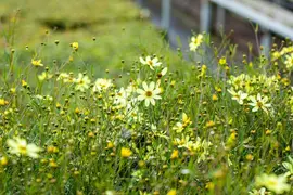 Coreopsis (Meisjesogen) - afbeelding 3