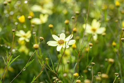 Coreopsis (Meisjesogen) - afbeelding 4