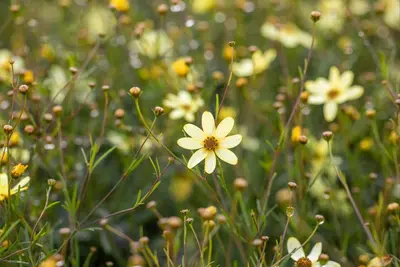 Coreopsis (Meisjesogen) - afbeelding 7