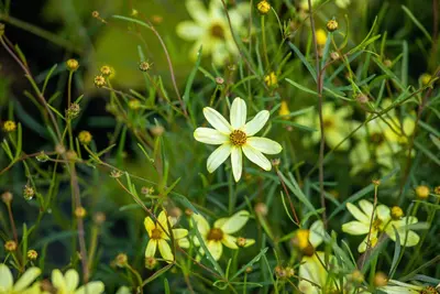 Coreopsis (Meisjesogen) - afbeelding 8