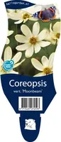 Coreopsis (Meisjesogen) - afbeelding 1