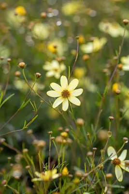 Coreopsis (Meisjesogen) - afbeelding 6