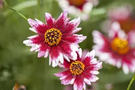 Coreopsis redshift (Meisjesogen) - afbeelding 2