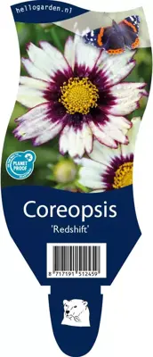 Coreopsis redshift (Meisjesogen) - afbeelding 1