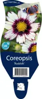 Coreopsis redshift (Meisjesogen) - afbeelding 1