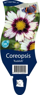 Coreopsis redshift (Meisjesogen) - afbeelding 1