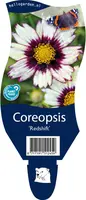 Coreopsis redshift (Meisjesogen) - afbeelding 1