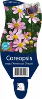 Coreopsis rosea 'American Dream' (Meisjesogen) - afbeelding 1