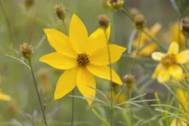 Coreopsis Verticillata Grandiflora (Meisjesogen) - afbeelding 3