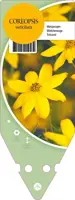 Coreopsis Verticillata Grandiflora (Meisjesogen) - afbeelding 1