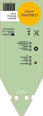 Coreopsis Verticillata Grandiflora (Meisjesogen) - afbeelding 2