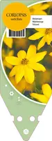 Coreopsis Verticillata Grandiflora (Meisjesogen) - afbeelding 1
