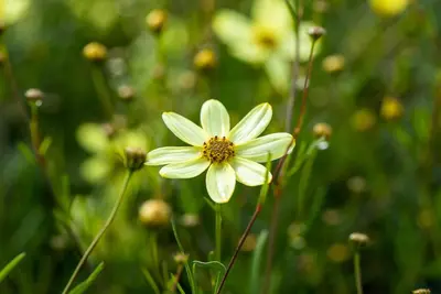 Coreopsis Verticillata Moonbeam (Meisjesogen) - afbeelding 4