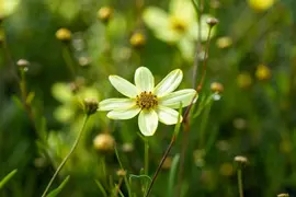 Coreopsis Verticillata Moonbeam (Meisjesogen) - afbeelding 4
