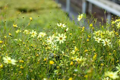 Coreopsis Verticillata Moonbeam (Meisjesogen) - afbeelding 5