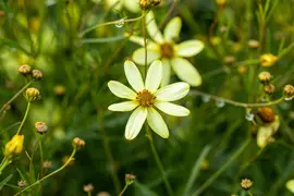 Coreopsis Verticillata Moonbeam (Meisjesogen) - afbeelding 7