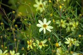 Coreopsis Verticillata Moonbeam (Meisjesogen) - afbeelding 10