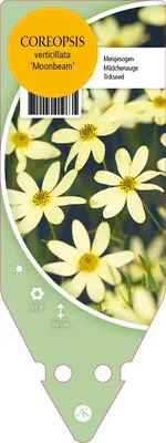Coreopsis Verticillata Moonbeam (Meisjesogen) - afbeelding 1