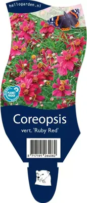 Coreopsis verticillata 'Ruby Red' (Meisjesogen) - afbeelding 1