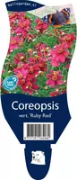 Coreopsis verticillata 'Ruby Red' (Meisjesogen) kopen?
