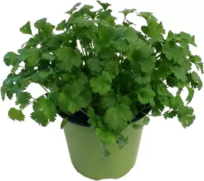 Coriandrum sativum (Koriander) ø14 cm - afbeelding 1