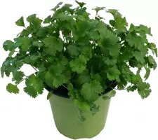 Coriandrum sativum (Koriander) ø14 cm - afbeelding 1