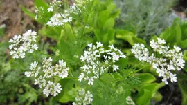 Coriandrum sativum (Koriander) 15cm - afbeelding 3