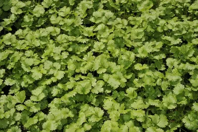 Coriandrum sativum (Koriander) 15cm - afbeelding 17