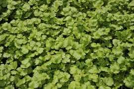 Coriandrum sativum (Koriander) 15cm - afbeelding 17
