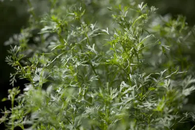 Coriandrum sativum (Koriander) 15cm - afbeelding 5