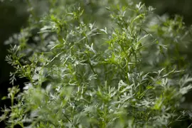 Coriandrum sativum (Koriander) 15cm - afbeelding 5