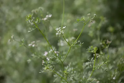 Coriandrum sativum (Koriander) 15cm - afbeelding 8