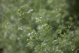Coriandrum sativum (Koriander) 15cm - afbeelding 8
