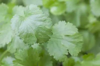 Coriandrum sativum (Koriander) 15cm - afbeelding 11