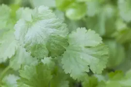 Coriandrum sativum (Koriander) 15cm - afbeelding 11