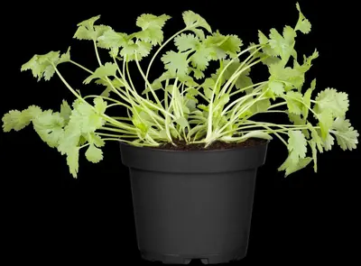 Coriandrum sativum (Koriander) 15cm - afbeelding 9
