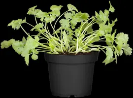 Coriandrum sativum (Koriander) 15cm - afbeelding 9
