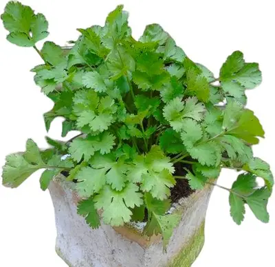 Coriandrum sativum (Koriander) 15cm - afbeelding 1