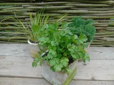 Coriandrum sativum (Koriander) 15cm - afbeelding 4