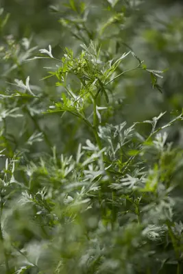 Coriandrum sativum (Koriander) 15cm - afbeelding 6