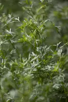 Coriandrum sativum (Koriander) 15cm - afbeelding 6