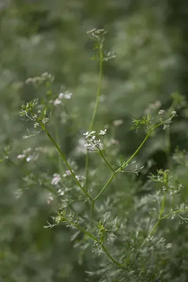 Coriandrum sativum (Koriander) 15cm - afbeelding 7