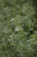 Coriandrum sativum (Koriander) 15cm - afbeelding 7