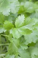 Coriandrum sativum (Koriander) 15cm - afbeelding 10