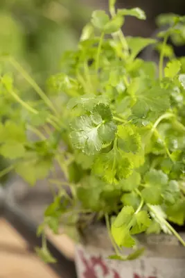 Coriandrum sativum (Koriander) 15cm - afbeelding 15