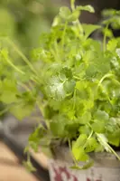 Coriandrum sativum (Koriander) 15cm - afbeelding 15