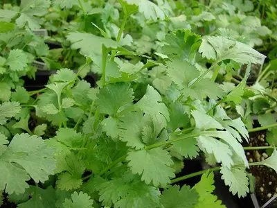 Coriandrum sativum (Koriander) 15cm - afbeelding 2