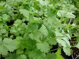 Coriandrum sativum (Koriander) 15cm - afbeelding 2